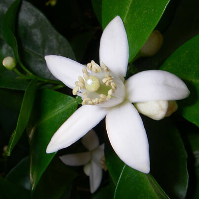 Neroli oil - Certified Organic  4